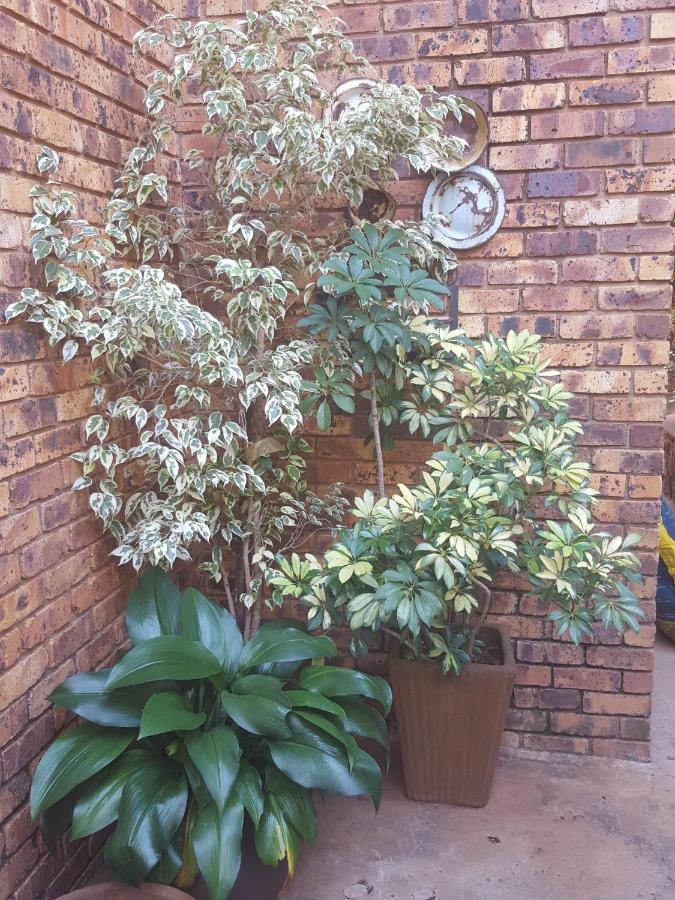 Grace Place Bnb Pretoria Bed & Breakfast Dış mekan fotoğraf